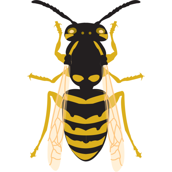 Wasp