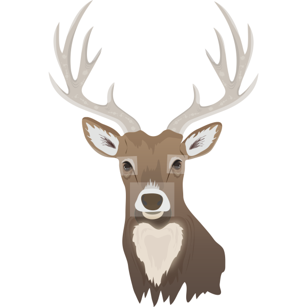 Deer Realistic