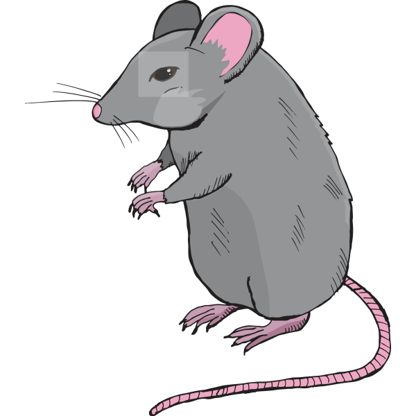 Mouse Realistic