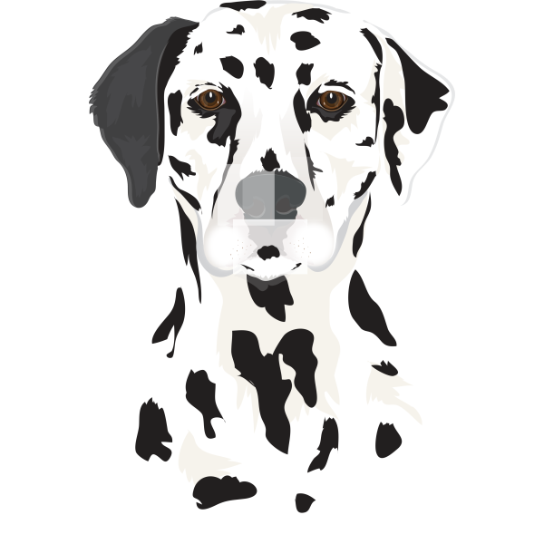 Dalmatian Head Realistic