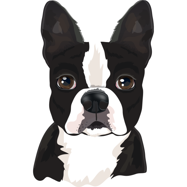 Boston Terrier Head Realistic