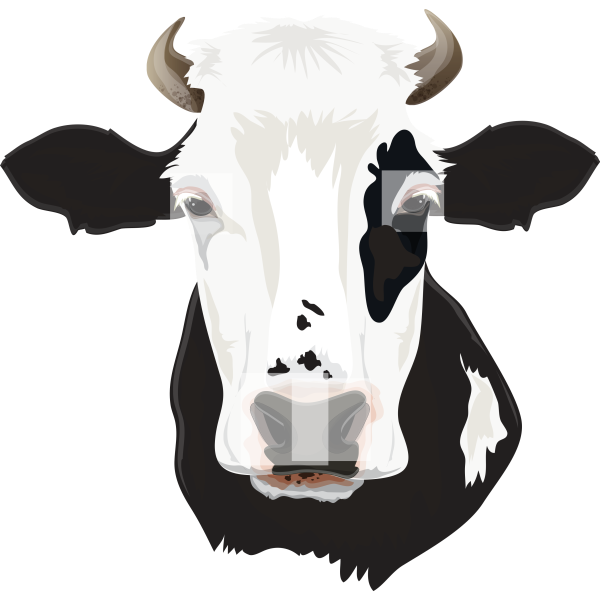 Cow Head Realistic