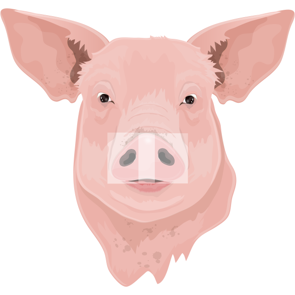 Realistic Pig Head