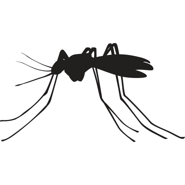 Mosquito