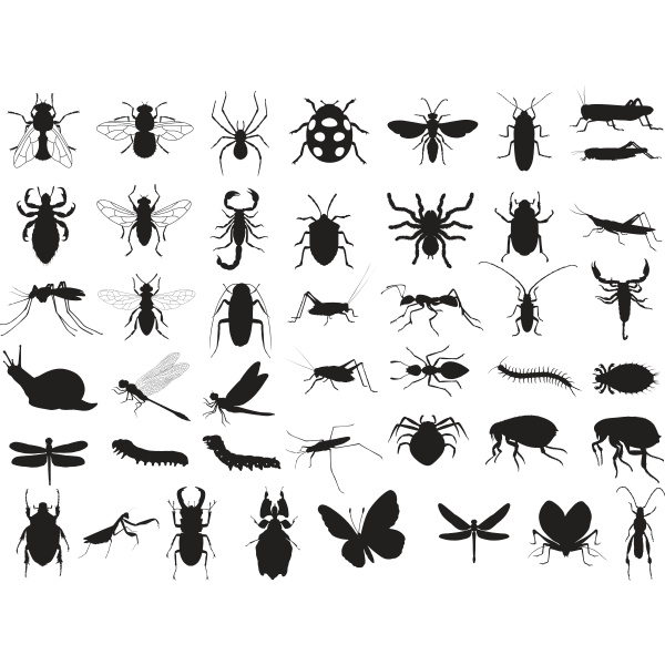 Insects Collection