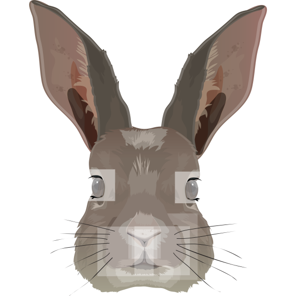 Rabbit Bunny Head Realistic