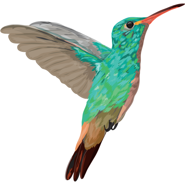 Colibri Illustration