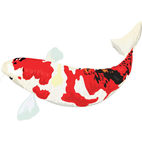 Koi Carp