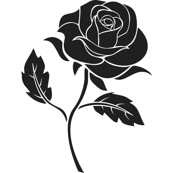 Rose Illustration