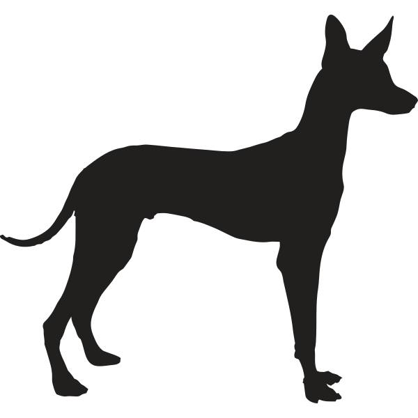 Pharao Hound Podenco