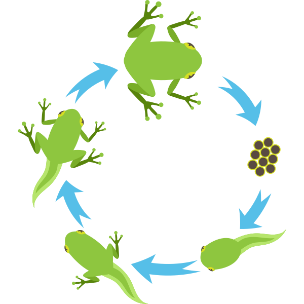 Evolution Of A Frog