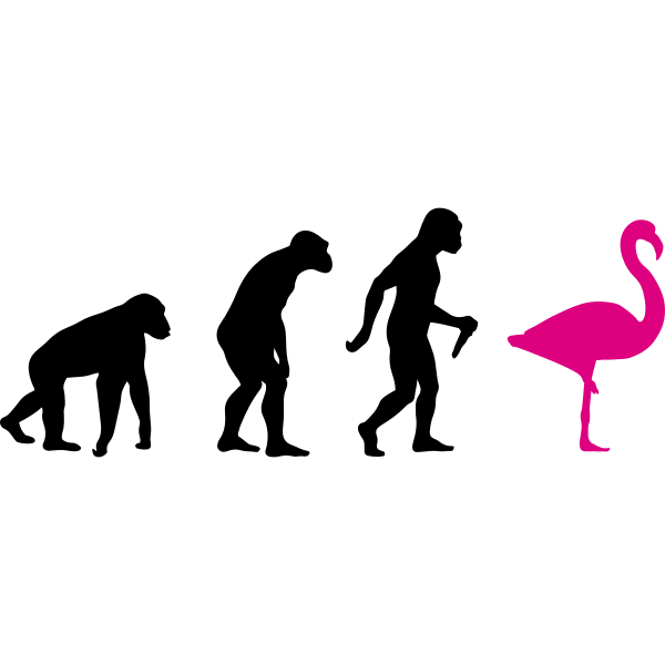 Flamingo Evolution