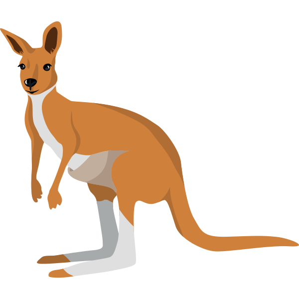 Kangaroo Illustration