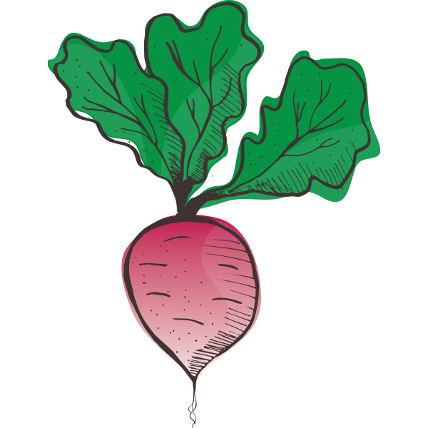 Radishes