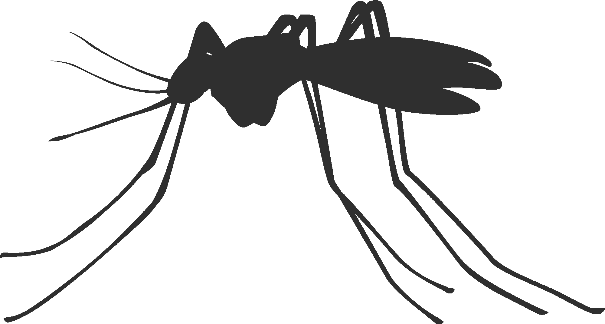 Mosquito