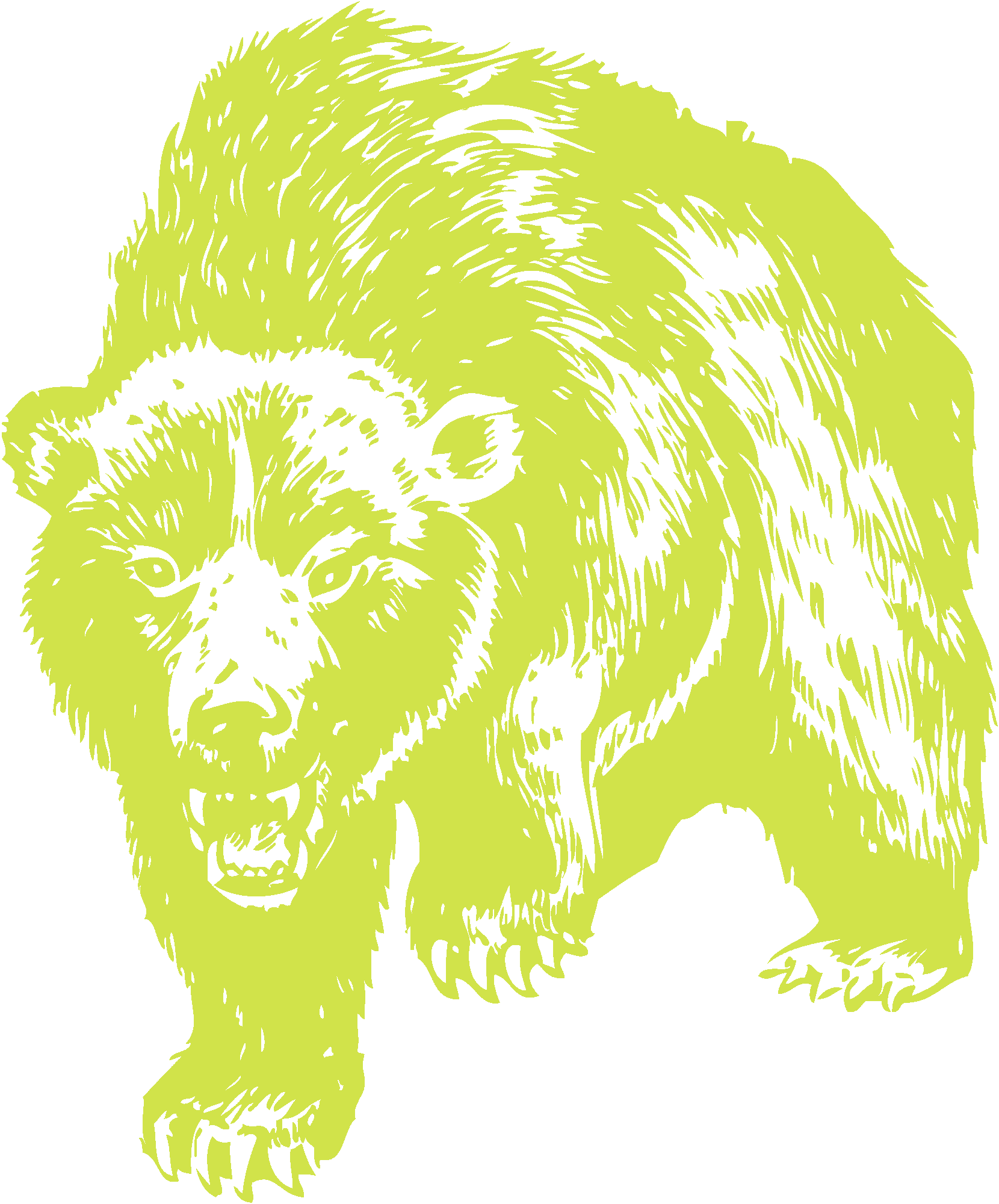 Grizzly Bear