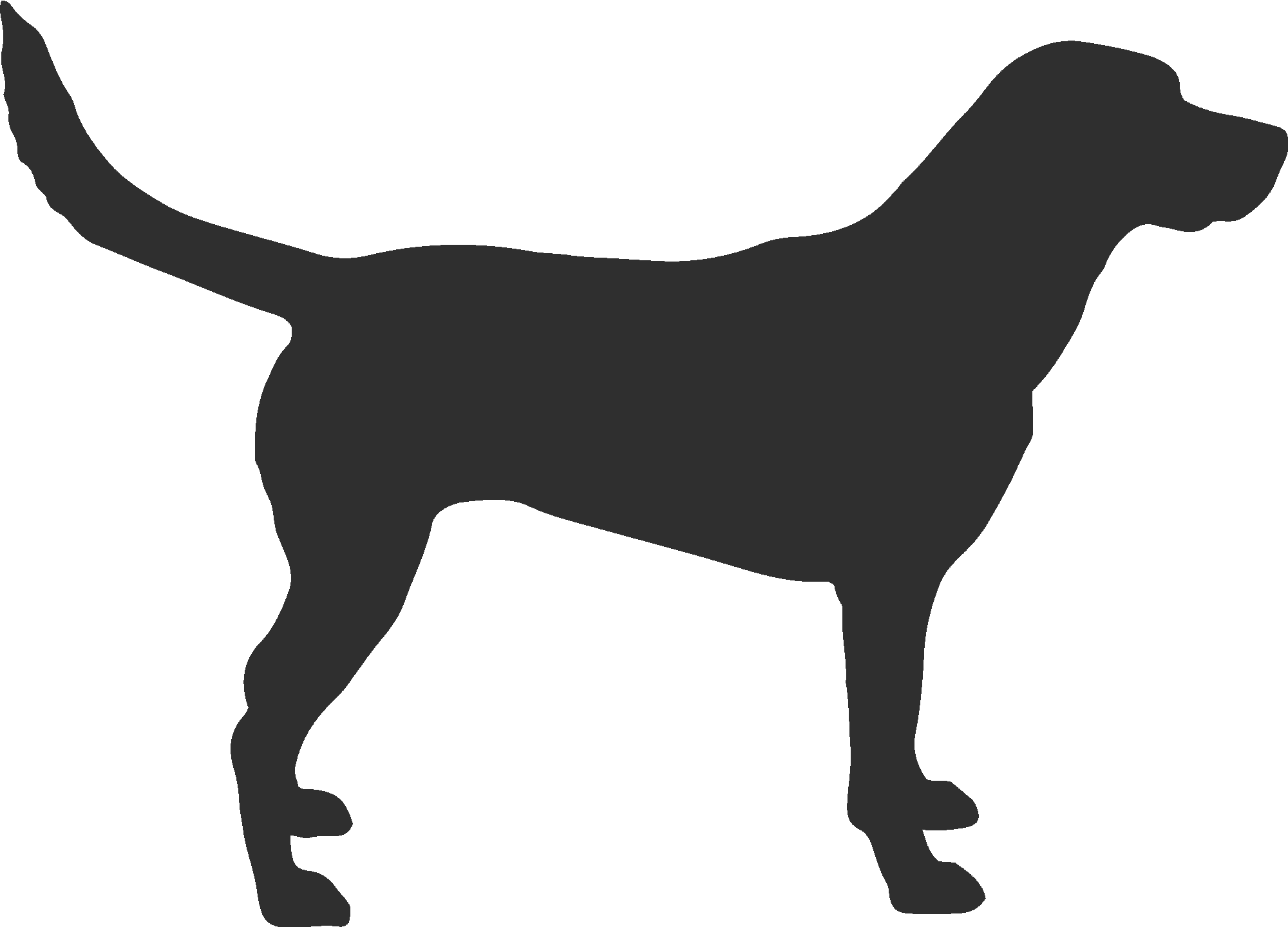 Labrador Dog