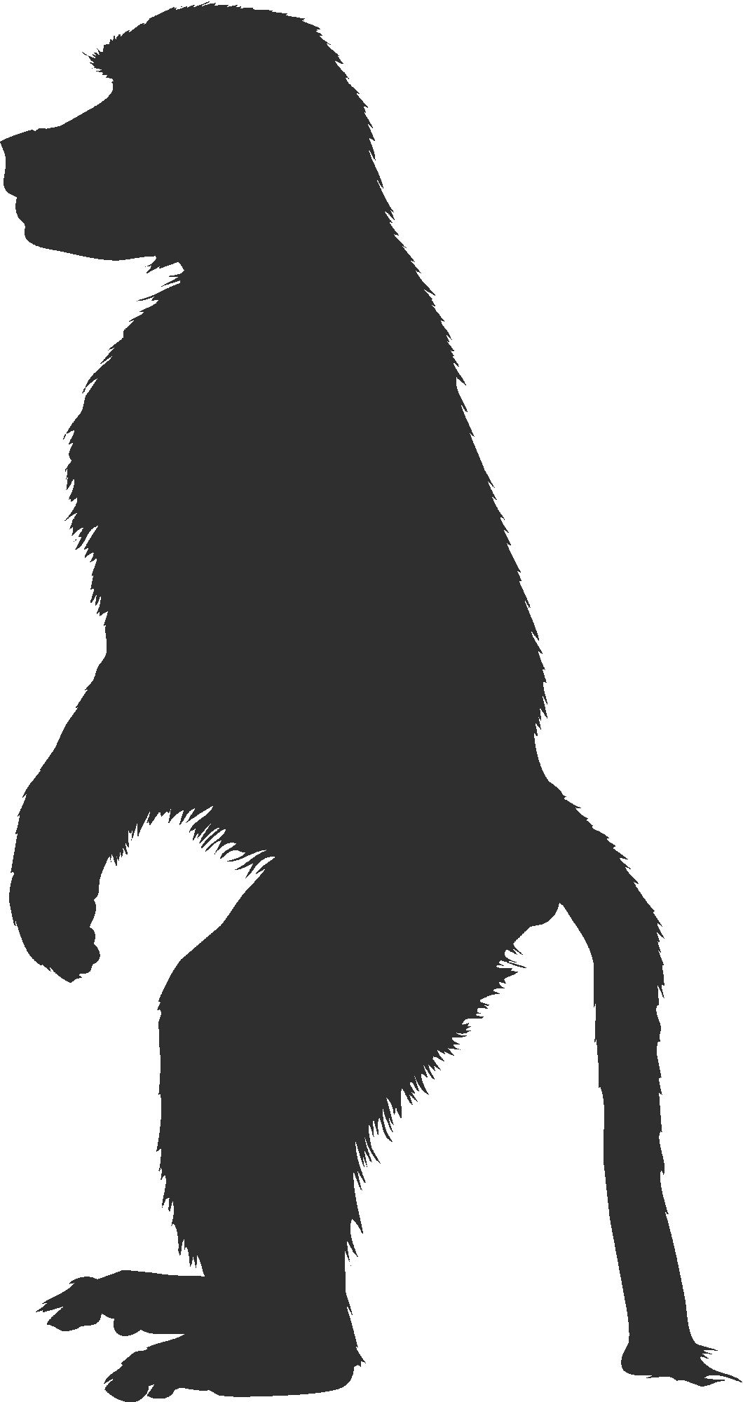 Baboon