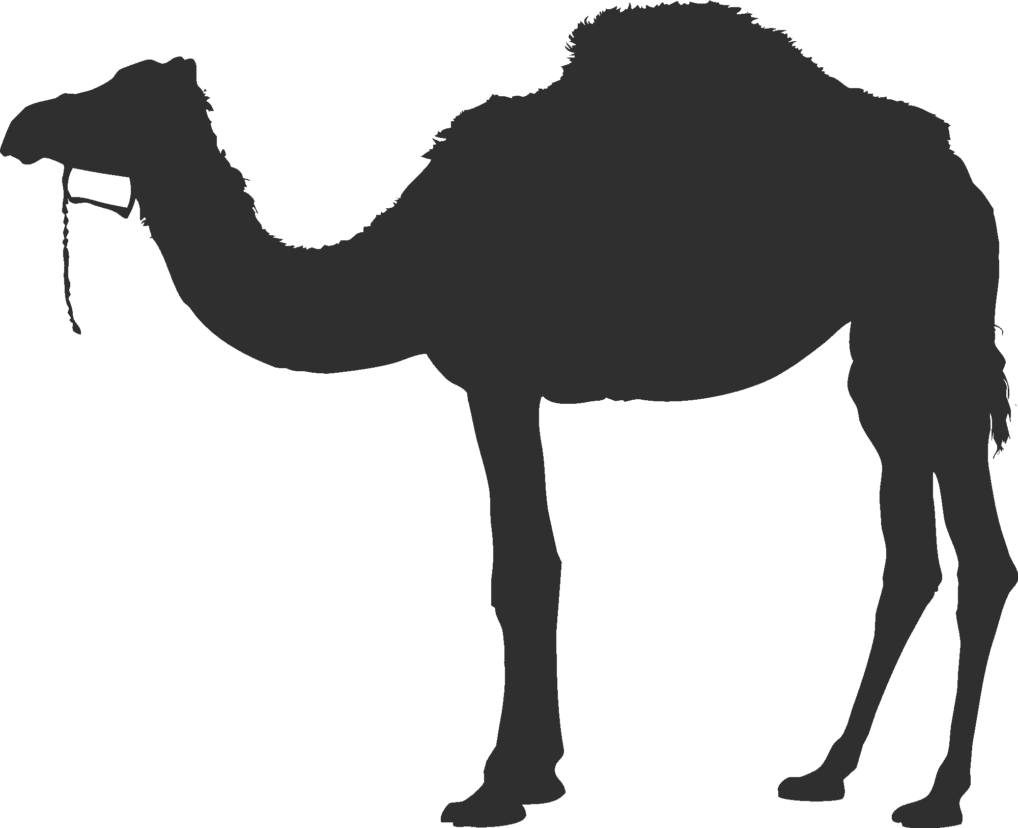 Dromedary