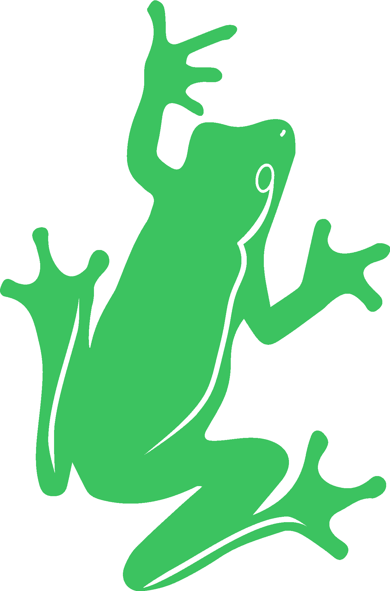 Frog Illustration