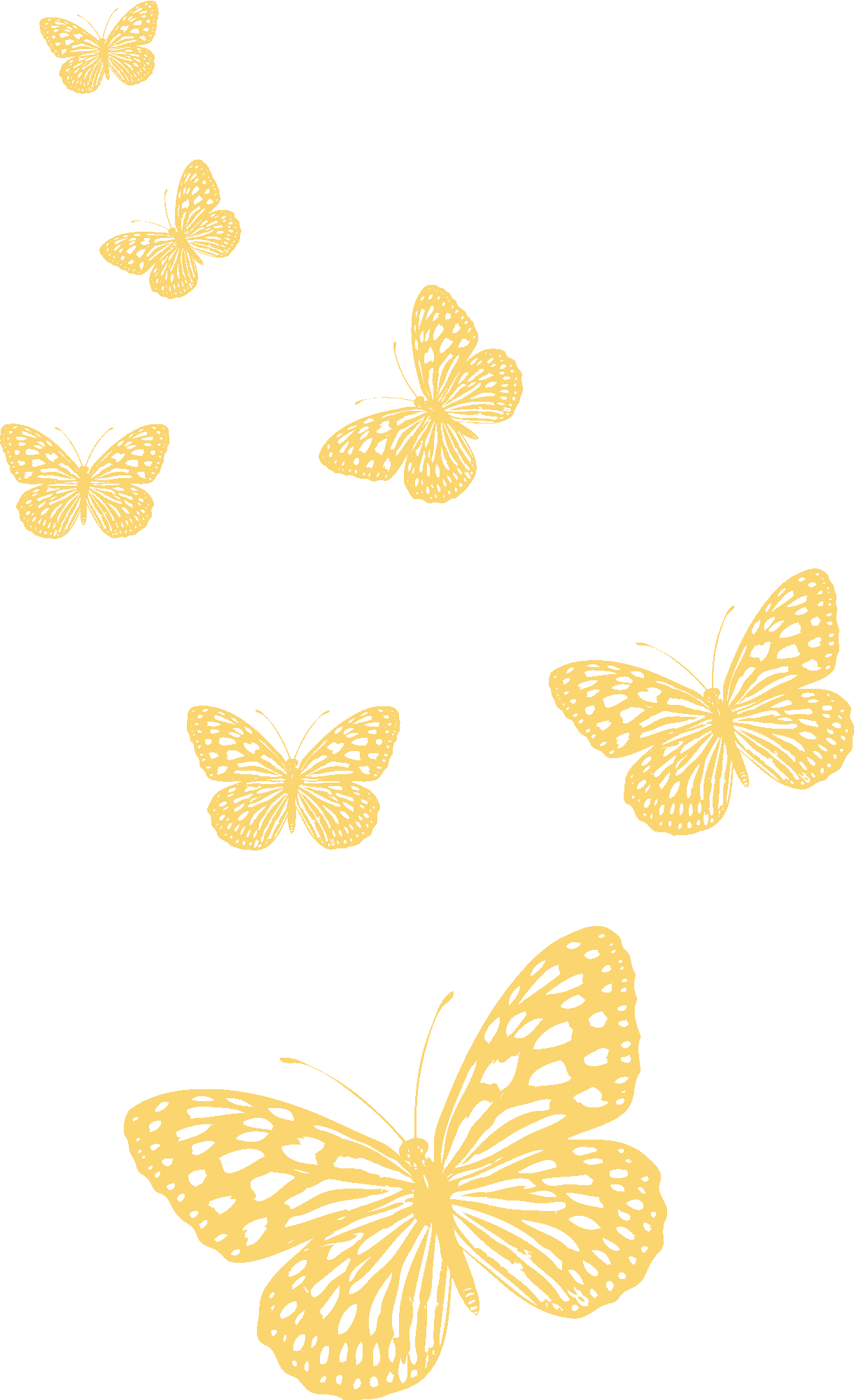Butterflies Illustation