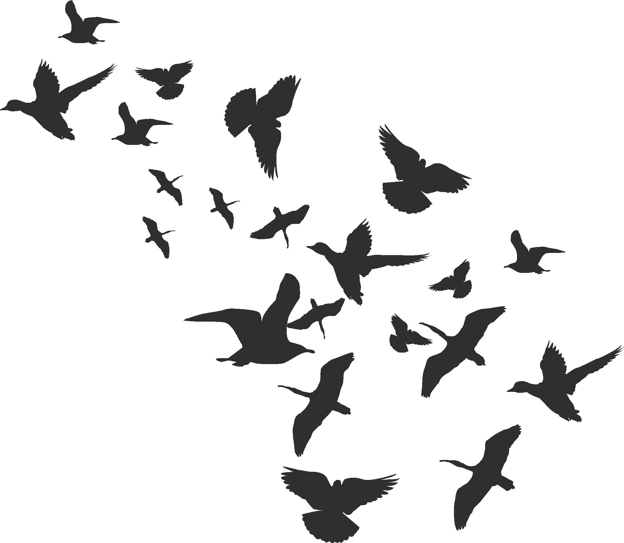Flying Birds