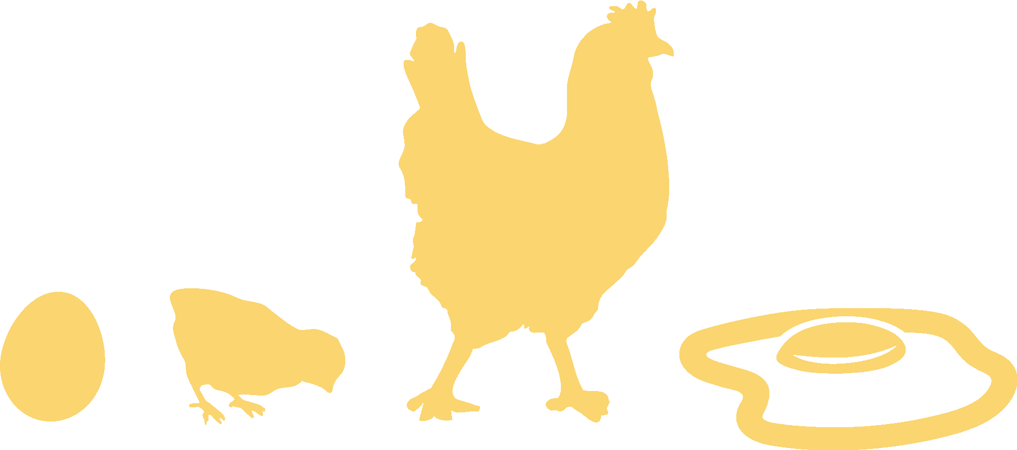 Evolution Of Chicken To Fried Egg