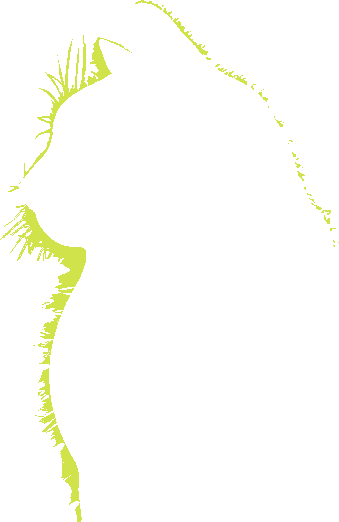 Cat Silhouette Light Reflectiion