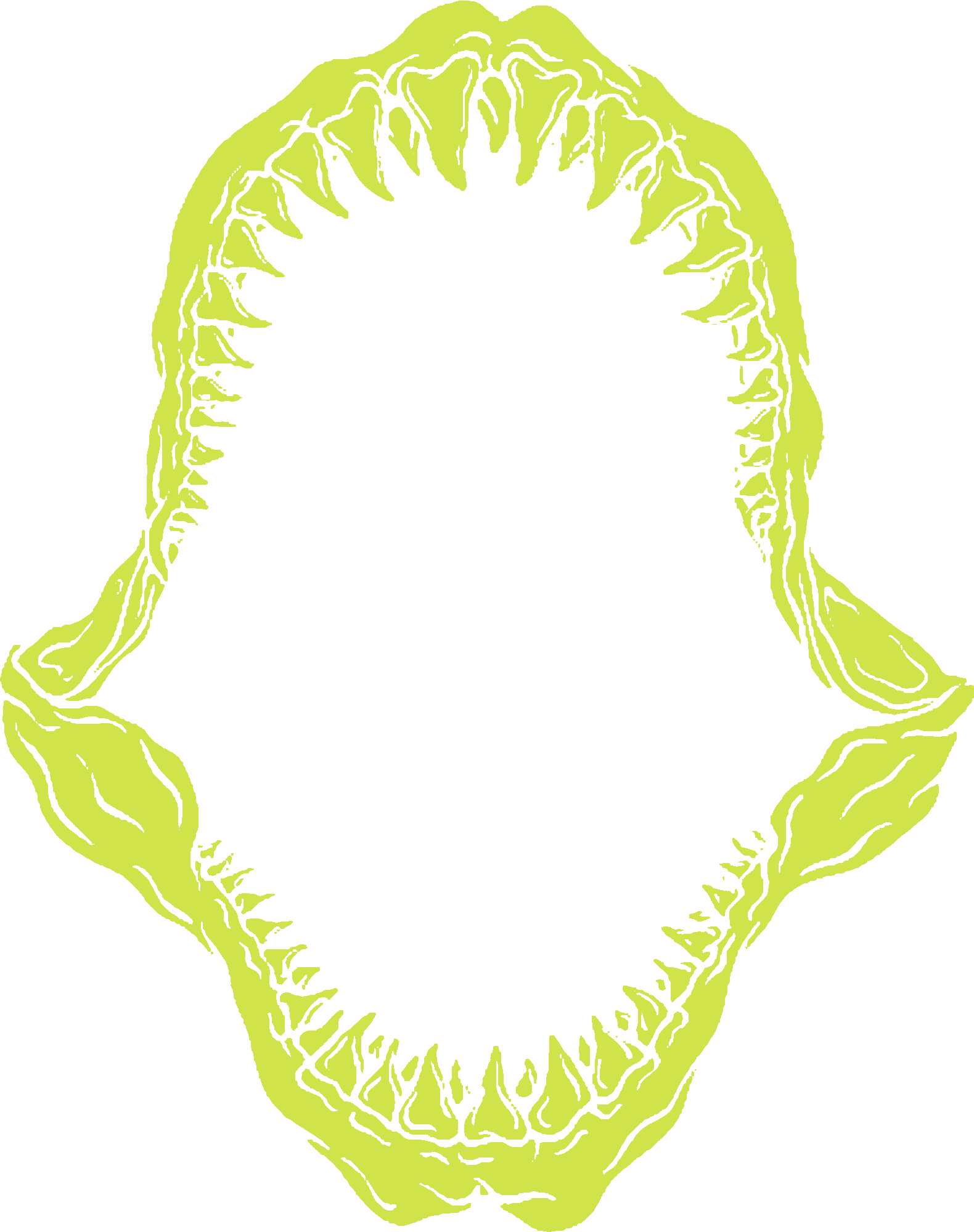 Shark Teeth
